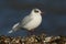 Mediterranean Gull Larus melanocephalus standing on a pebble beach looking around for food.