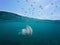 Mediterranean gull in sky and jellyfish underwater