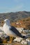 Mediterranean gull on the wall of Gibralfaro castle, Malaga, Spain