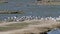 Mediterranean gulls and Sandwich terns, breeding season, Noirmoutier, France