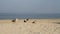 Mediterranean gulls walk along the seashore on a sunny summer day