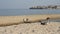 Mediterranean gulls walk along the seashore on a sunny summer day