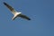 Mediterranean herring gull in the blue sky