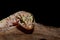 Mediterranean house gecko (Hemidactylus turcicus) on log looking
