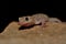 Mediterranean house gecko Hemidactylus turcicus in the wall at night