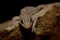 Mediterranean house gecko Hemidactylus turcicus in the wall at night