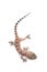 Mediterranean house gecko Hemidactylus turcicus on white