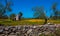 Mediterranean landscape whit olive trees, red poppies, yellow daisies and stone walls in Salento