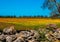 Mediterranean landscape whit olive trees, red poppies, yellow daisies and stone walls in Salento, Italy