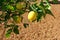 Mediterranean lemon tree