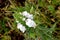 Mediterranean lineseed, Bellardia trixago, Trixago bartsia