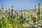 Mediterranean Linseed Bellardia trixago, Mori Point, Pacifica, San Francisco bay area; invasive in California