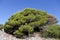 Mediterranean maquis and herbs on Kornati islands