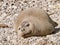 Mediterranean monk seal