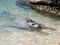 Mediterranean monk seal