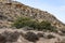 Mediterranean Mountain Cactus Dry