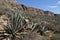 Mediterranean mountain landscape with yucca plants