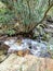 Mediterranean natural environment. Nerium oleander plant inside a seasonal stream in the mountains of south-western Sardinia