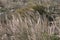 Mediterranean Needle Grass (Stipa capensis)