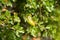 Mediterranean oak acorns macro detail