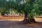 Mediterranean olive field with old olive tree