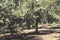 Mediterranean olive field with old olive tree ready for harvest