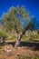 Mediterranean olive field with old olive tree ready for harvest.