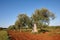 Mediterranean olive trees in a row