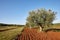 Mediterranean olive trees in a row