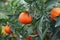 Mediterranean Orange hung on fruit trees