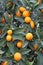 Mediterranean Orange hung on fruit trees