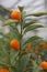 Mediterranean Orange hung on fruit trees