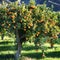 Mediterranean orange tree
