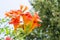 Mediterranean orange trumpet flower