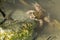 Mediterranean Painted Frog resting in mud and water