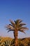 Mediterranean palm tree