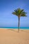 Mediterranean palm tree in Playa del Paraiso villajoyosa