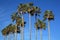 Mediterranean Palm Trees
