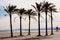 Mediterranean palm trees - Cullera Valencia - Spain