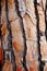 Mediterranean pin bark trunk texture