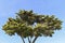 Mediterranean pine on the blue sky background, selectove focus