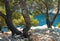 Mediterranean pine in calanque of Cassis, France