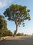 Mediterranean pine tree and empty bench