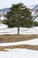 Mediterranean pine tree with leaves coniferous. In the snow