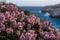 Mediterranean pink heather coastline. Island of Gozo, Malta, win