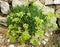 Mediterranean plant Rock Samphire or Crithmum maritimum in the rocks