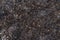 Mediterranean Posidonia Oceanica, background textured shot