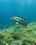 Mediterranean rainbow wrasse