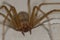 Mediterranean recluse spider