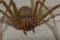 Mediterranean recluse spider